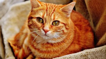 Do cats know their names