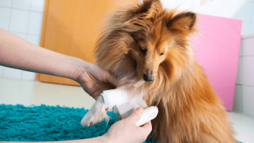 Dog Care