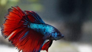 How long do betta fish live