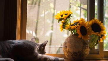 How to keep cats off counters