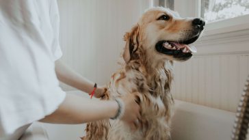 why do dogs go crazy after bath