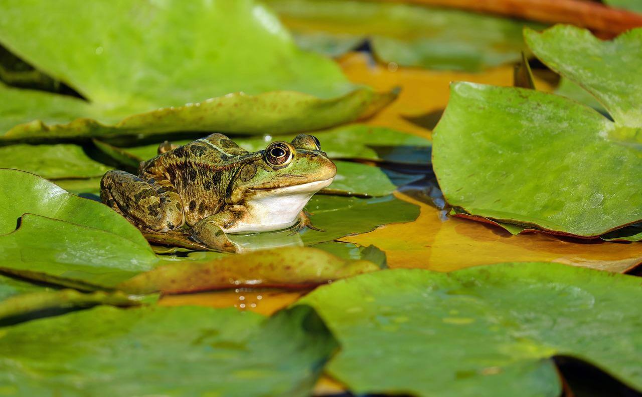 Croaking Why do frogs croak: The Science Behind It