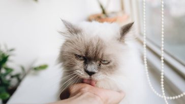 Why does my cat lick me