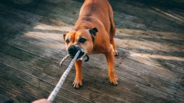 aggressive-dog
