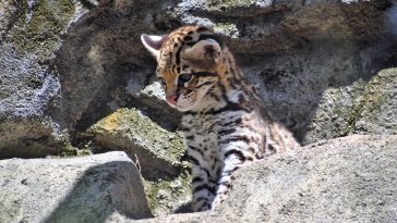 Animal Names Starting with O