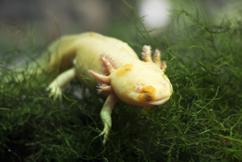 axolotl-teeth