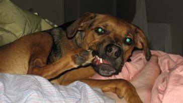 dog-chew-his-nail