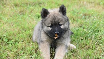 dog-eats