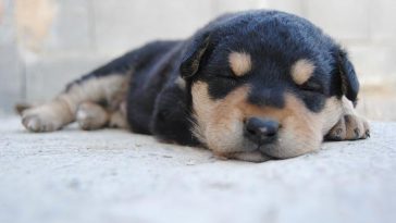 dog-sleeping