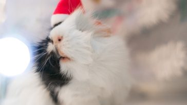 funny-hamster-names