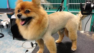 lion-pomeranian