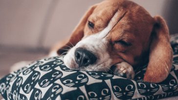 How to tire out a puppy