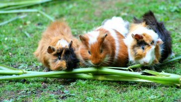 Animal names starting with g