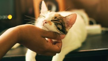 Why do cats like being petted