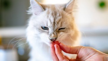 Cat not eating