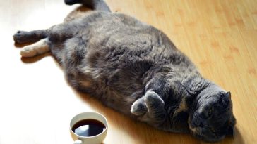 How heavy should my cat be