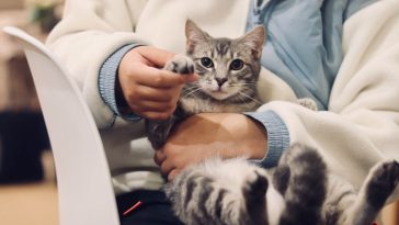 How often do you take a cat to the vet
