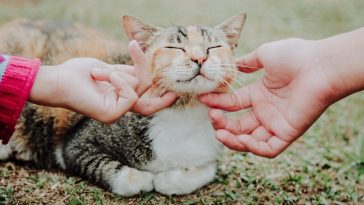 How to pet a cat