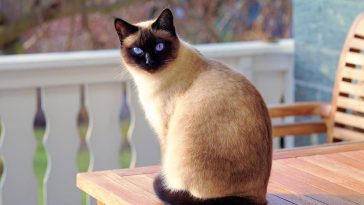 Indoor vs outdoor cat