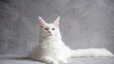 Largest Domestic Cats