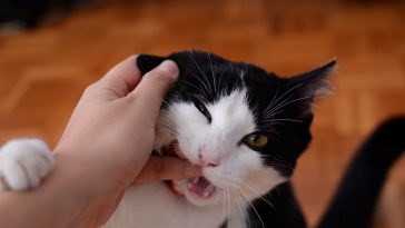 why do cats bite