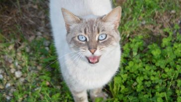 Why do cats chatter