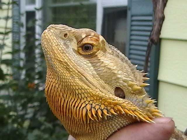 Yellowheaded