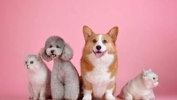 cat breeds that act like dogs