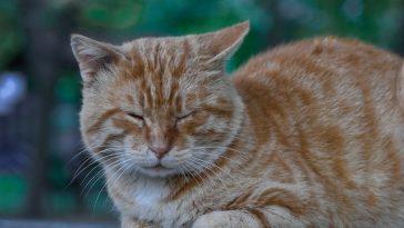cat-chirp