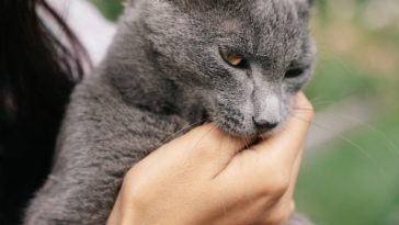 cat-dying