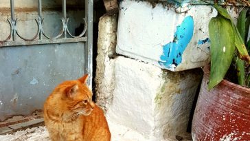 cat-lost