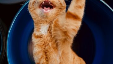 cat-meow