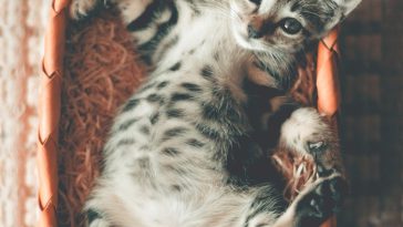 cat-put-his-butt