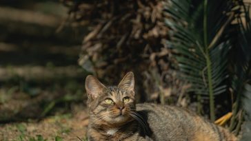 cat-see-spirits