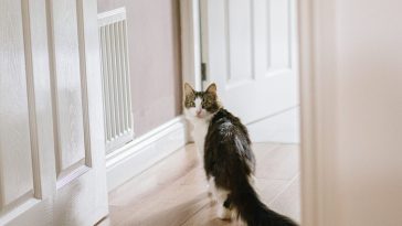 cat-wag-tail