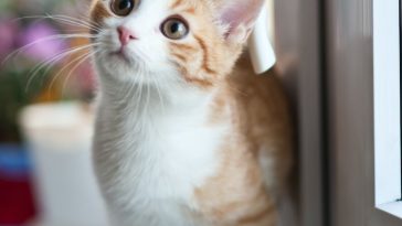 cats-are-color-blind