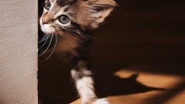 discipline-a-cat