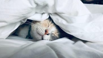 do cats get cold