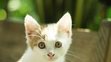take-care-of-kitten
