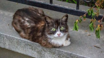 why do cats loaf