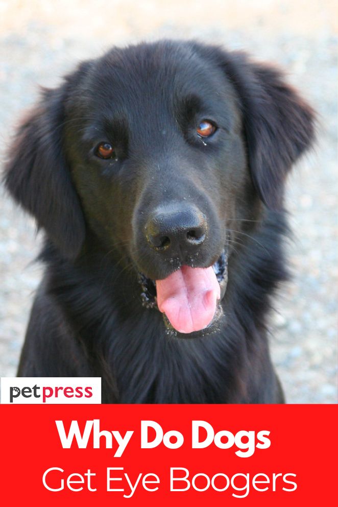 why do dogs get eye boogers