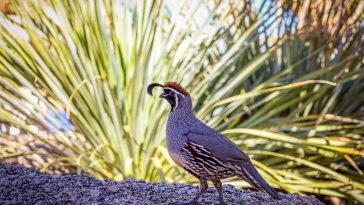 Animal Names Starting with Q