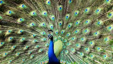 Animal names starting with p