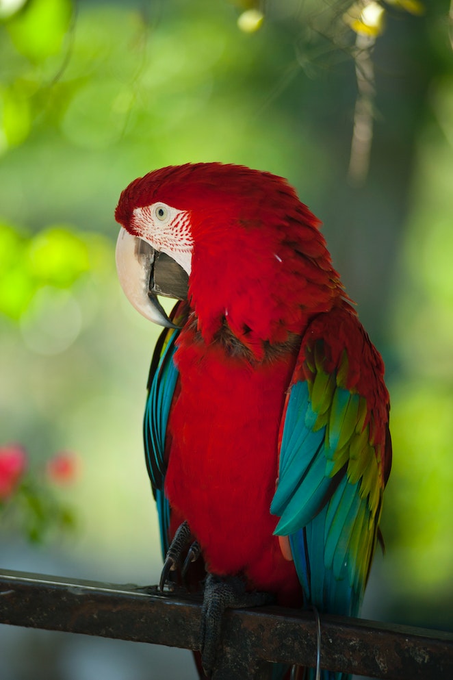 Animal names starting with p