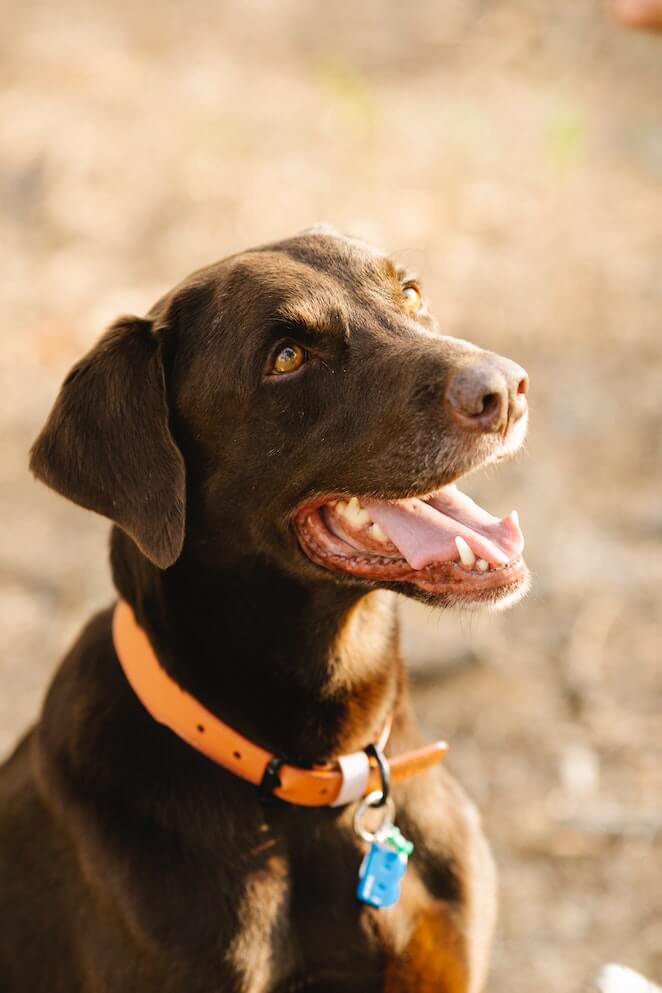 Brown dog breeds