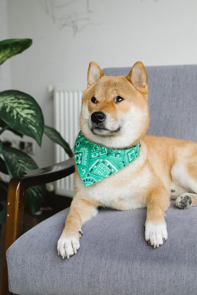 Brown dog breeds