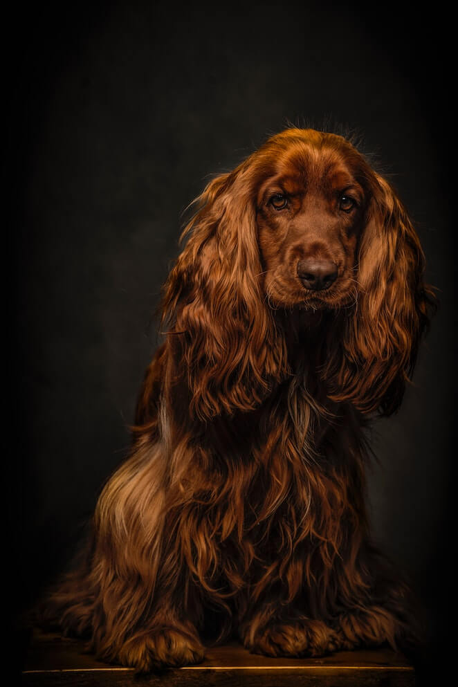 Brown dog breeds