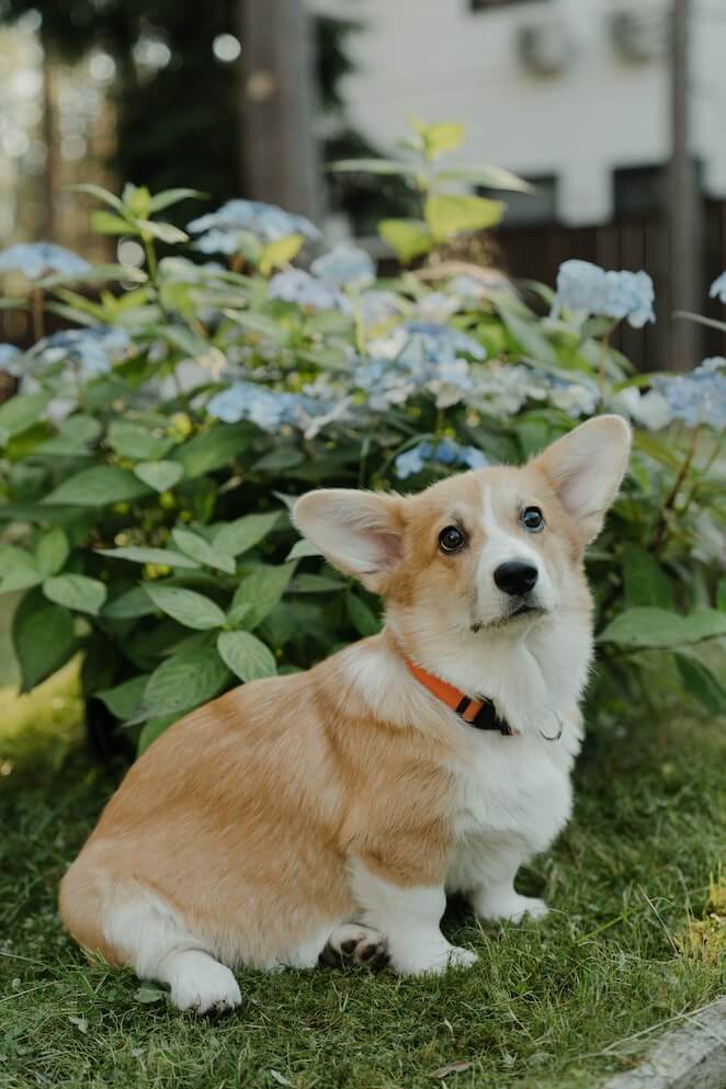 Brown dog breeds