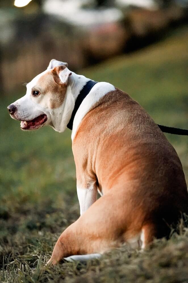 Brown dog breeds