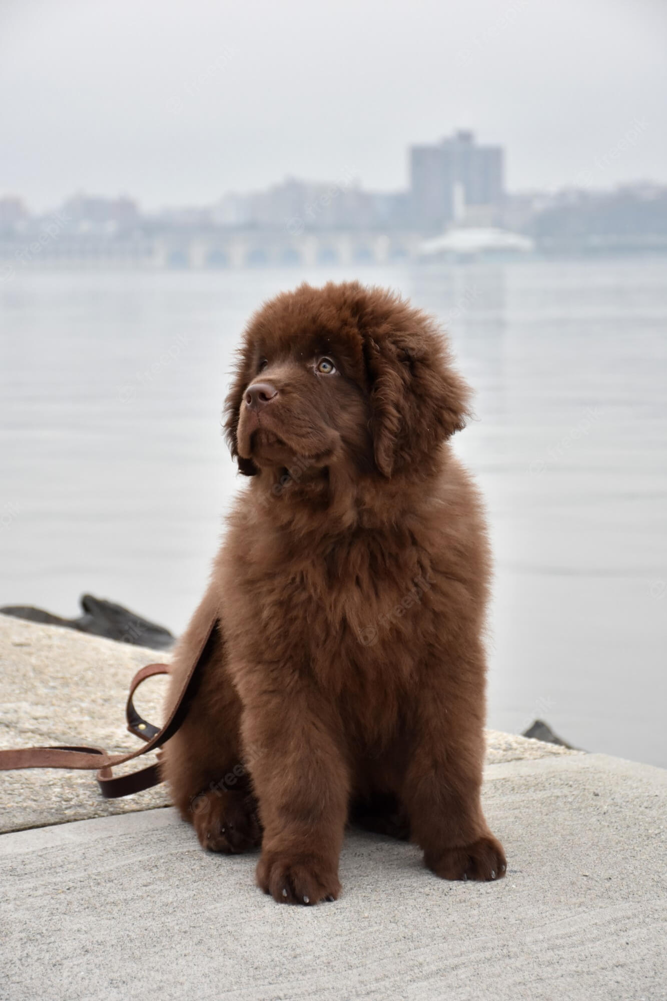 Brown dog breeds